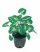 Syngonium Pixie terrariumplanten