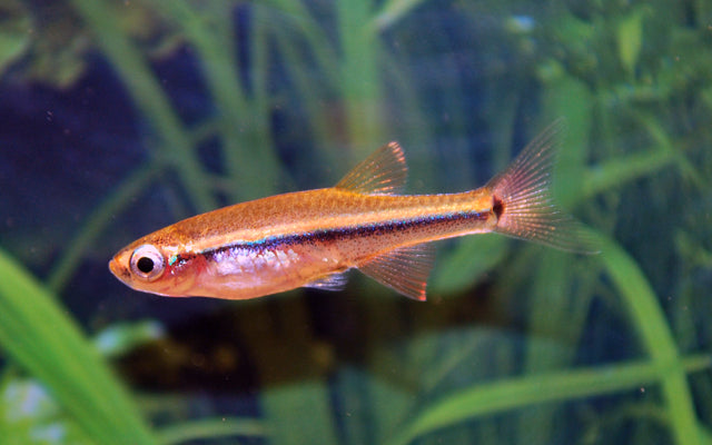 Tanichthys Micagemmae Vietnamese Danio / Aquarium Vissen