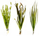 Vallisneria Aquariumplanten Mix Plantenmix