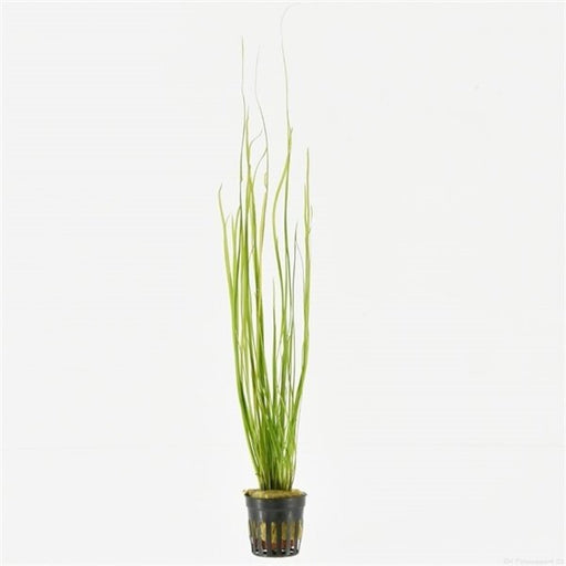 Vallisneria Natans Aquariumplanten