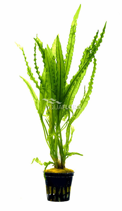 Aponogeton Crispus Aquariumplanten