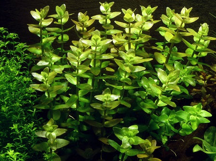 Tropica Bacopa Caroliniana 1-2-Grow!