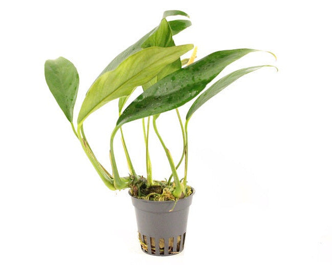 Anubias Afzeli - Aquascape - Aquariumplanten