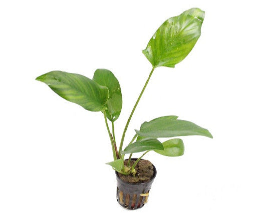 Anubias Hastifolia / Aquariumplanten / Aquariumwinkel