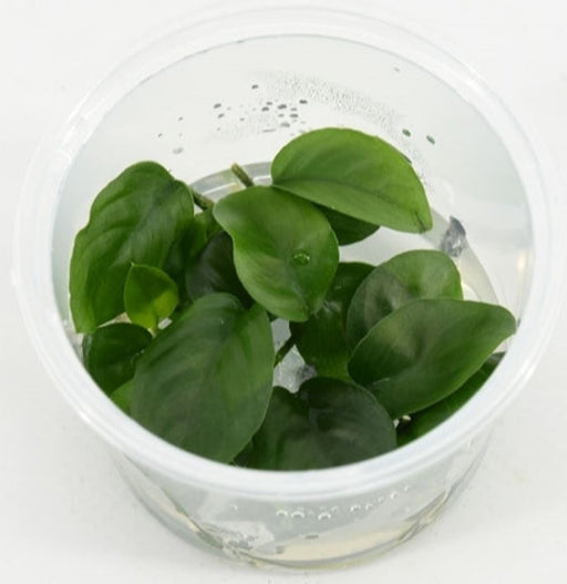 Anubias Nangi - In Vitro