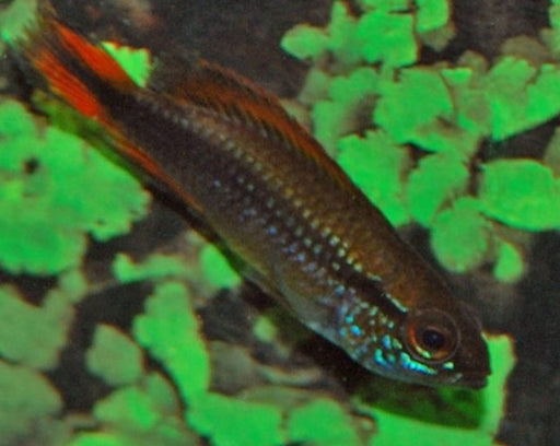 Apistogramma Agassizii