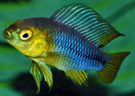 Apistogramma Borelli Yellowhead