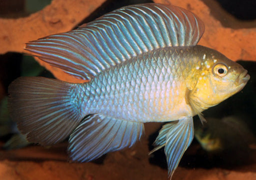 Apistogramma Borellii