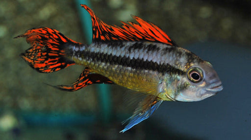 Apistogramma Cacatuoides Double Red