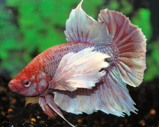 Betta Plakat Dumbo Ear