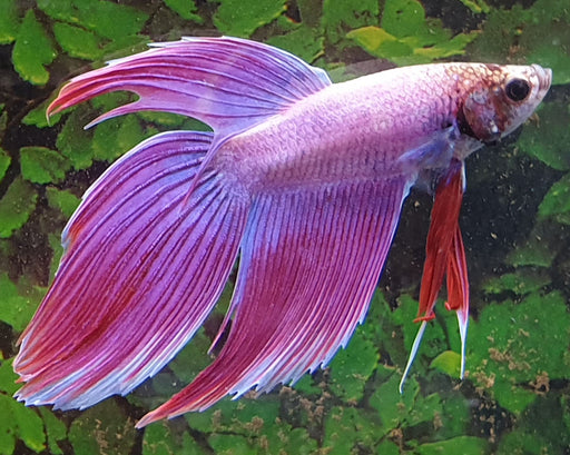 Betta Splendens Man