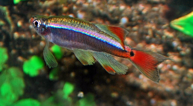 Tanichthys Albonubes Long Fin - Aquariumvissen