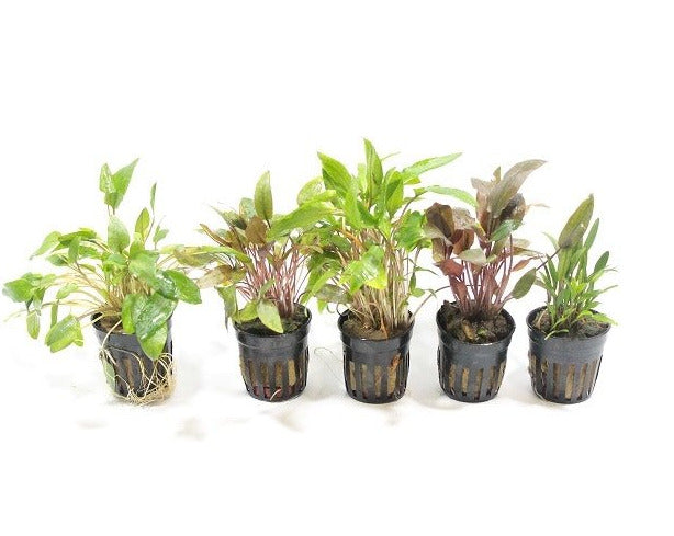 Cryptocoryne Aquariumplanten Mix