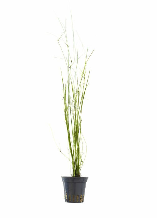 Eleocharis Montevidensis - Aquascape - Aquariumplanten