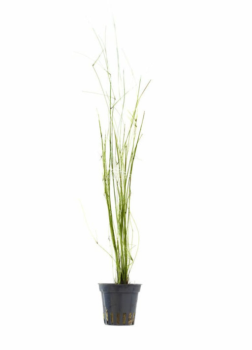 Eleocharis Montevidensis - Aquascape - Aquariumplanten