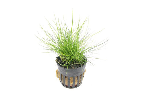 Eleocharis Parvula - Aquascape - Aquariumplanten