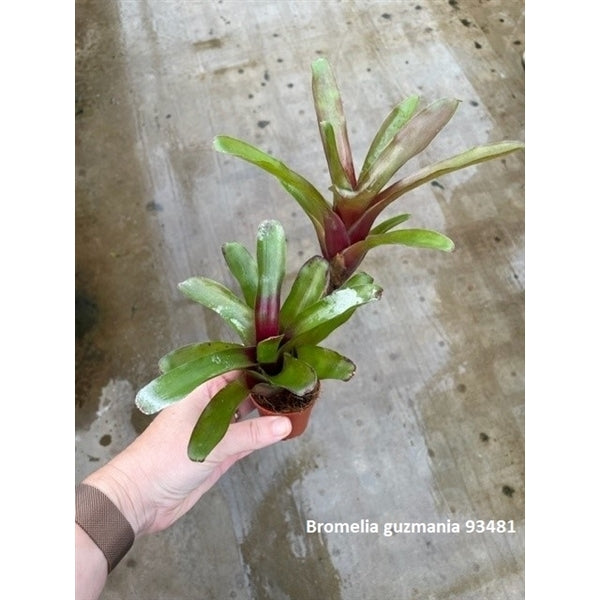 Guzmania - Bromelia Terrarium Kwekerij