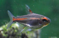 Vuurneon - Hemigrammus Erythrozonus - Aquariumvissen