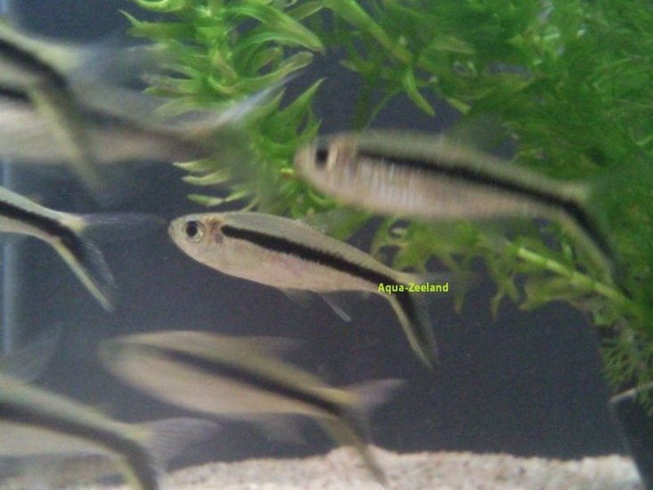 Hockeystick tetra