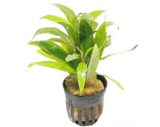 Hygrophila Angustifolia - Aquascape - Aquariumplanten