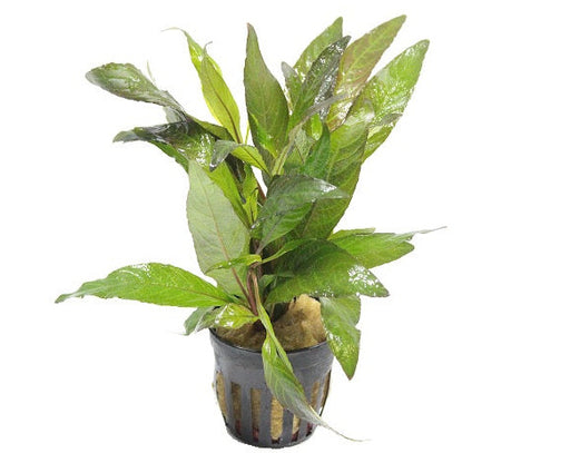 Hygrophila Angustifolia Rubra - Aquascape - Aquariumplanten