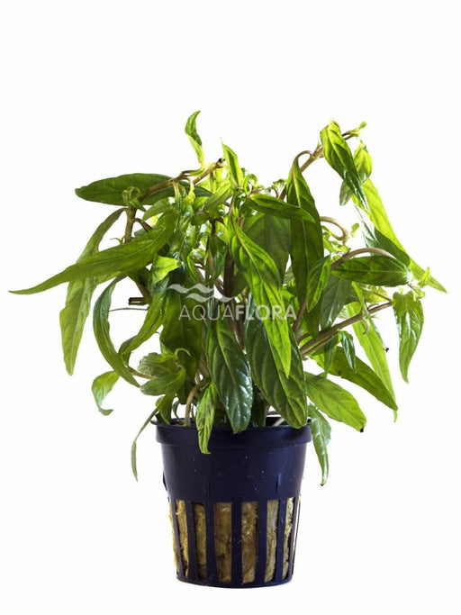 Hygrophila Pantanal Wavy - Aquascape - Aquariumplanten