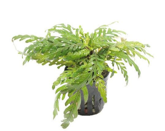 Hygrophila