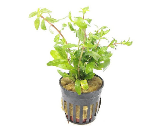 Hygrophila Polysperma - Aquascape - Aquariumplanten