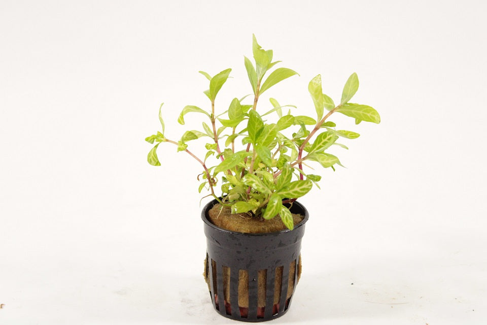 Hygrophila Rosanervig - Aquascape - Aquariumplanten