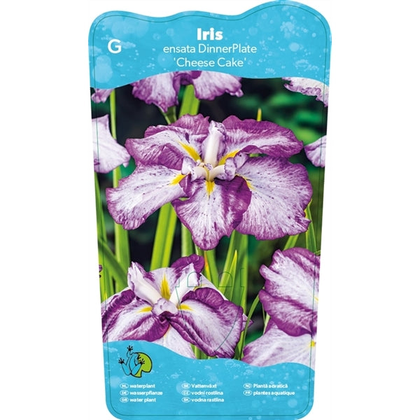 Iris Ensata DinnerPlate Cheese Cake 11x11