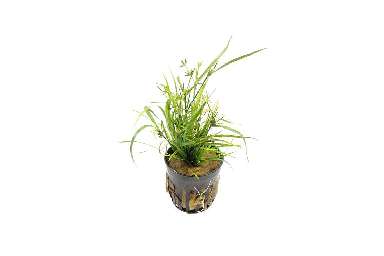 Juncus Repens Aquariumplanten