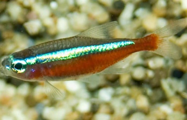 Kardinaaltetra - Paracheirodon Axelrodi - Aquariumvissen - Aquariumwinkel