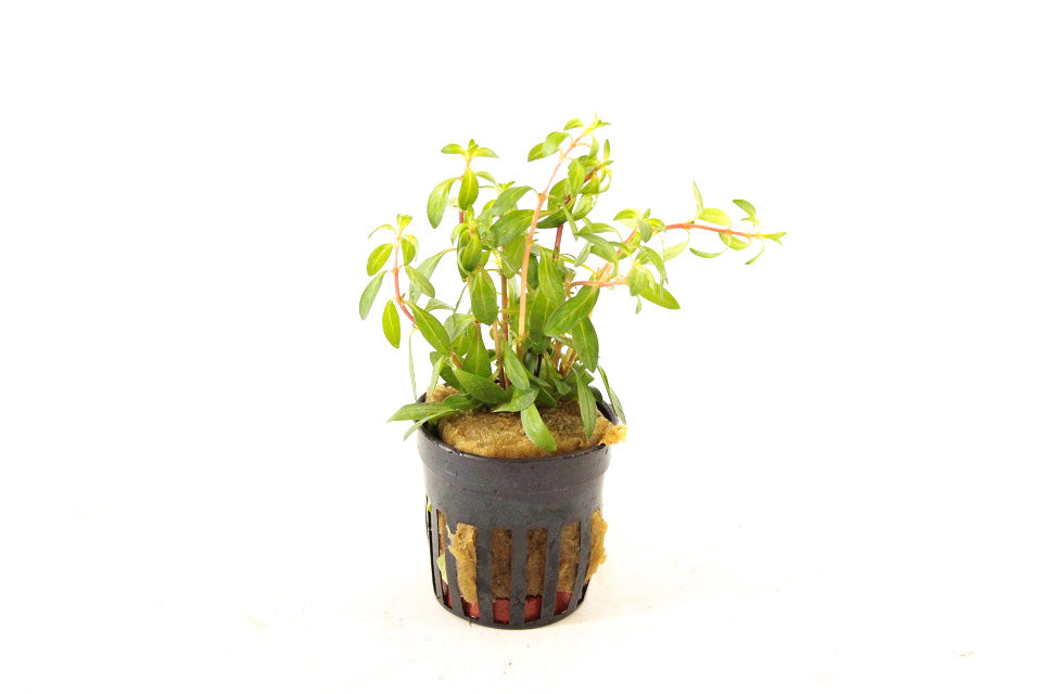 Ludwigia Arcuata - Aquascape - Aquariumplanten
