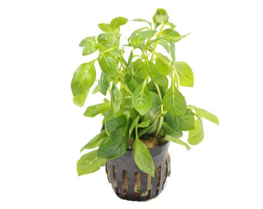 Ludwigia Palustris Green - Aquascape - Aquariumplanten