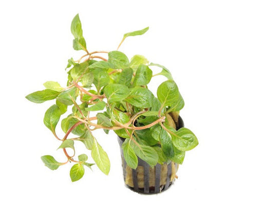 Ludwigia Palustris Red - Aquascape - Aquariumplanten