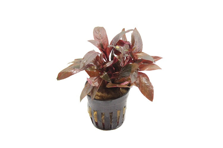 Ludwigia Perennis Red Aquariumplanten