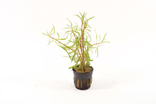 Ludwigia White - Aquascape - Aquariumplanten
