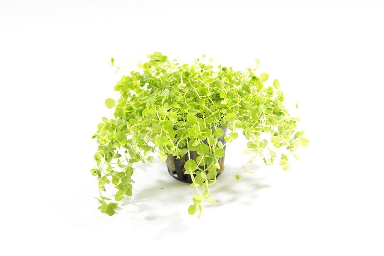 Micranthemum Umbrosum Aquariumplanten