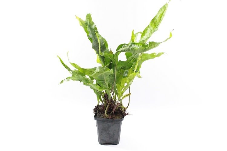 Microsorum Mix XL