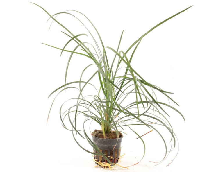 Ophiopogon Japonica Terrariumplanten