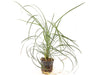 Ophiopogon Japonica Terrariumplanten