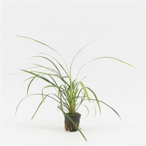 Ophiopogon Jaburan Terrariumplanten