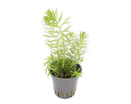 Pogostemon Erectus - Aquascape - Aquariumplanten