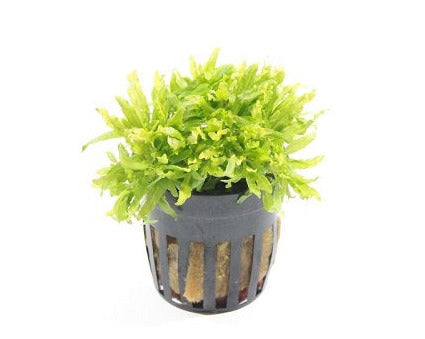 Pogostemon