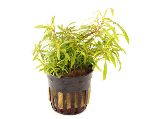 Pogostemon Octopus - Aquascape - Aquariumplanten