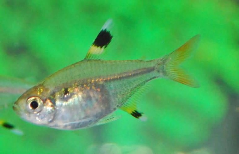 Pristella Maxillaris - Roodstaartzalm - Aquariumvissen - Aquariumwinkel