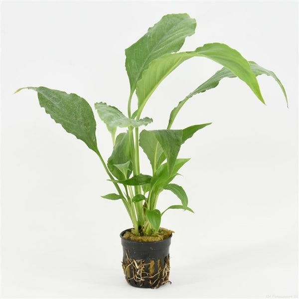 Spathiphyllum Wallisii