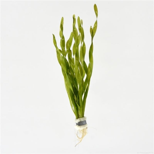 Vallisneria Asiatica Aquariumplanten