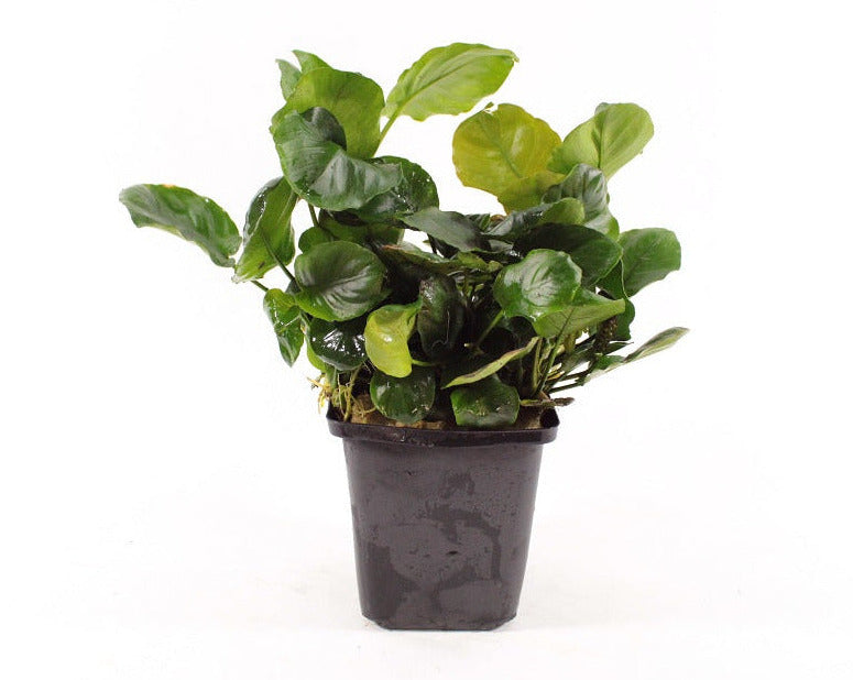 Anubias Nana Golden Coin XL