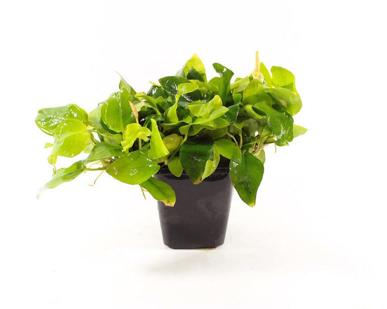 Anubias Nana Golden XL